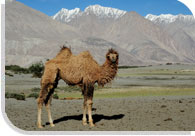 Double Humped Camel Ride Ladakh
