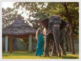 Elephant Safari