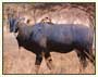 Sariska National Park